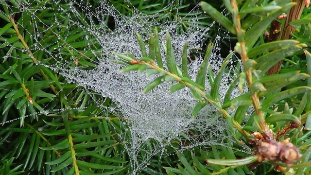 Jutarnja rosa na paučinu u krošnji tise/Snimio Marko Čuljat                                                                                                                                                                                               